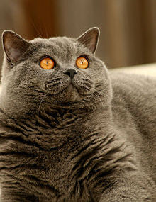 British Shorthair